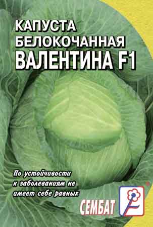 Kapusta Belokachannaya Valentina F1 Kapusta Belokachannaya Valentina F1