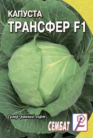 Kapusta Transfer F1 Kapusta Transfer F1