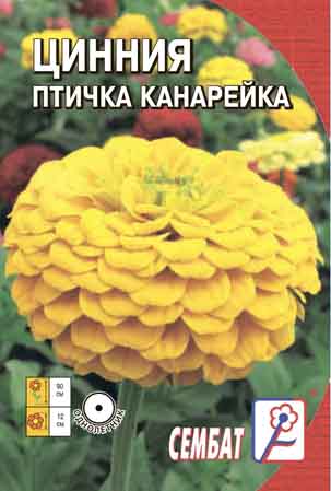 Ciniya ptichka kanareika