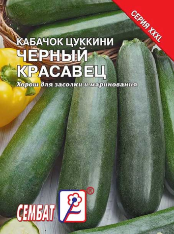 kabachok cherniy krasavec