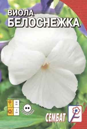 Viola Belosnezhka