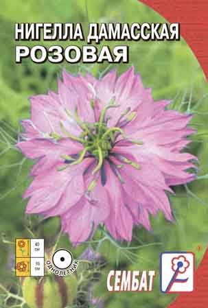 Nigella Damasskaya Rozovaya