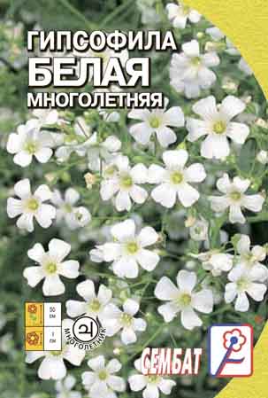 Gipsofila Belaya Mnogoletnyaya