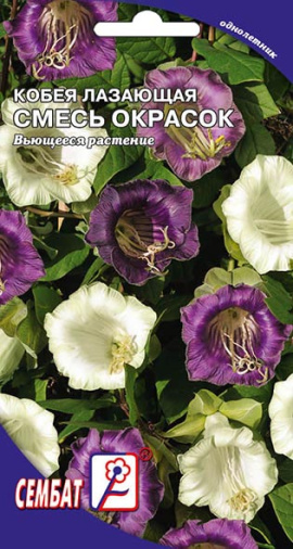 kobeay lazauschay smes okrasok sbat-07-01-ru