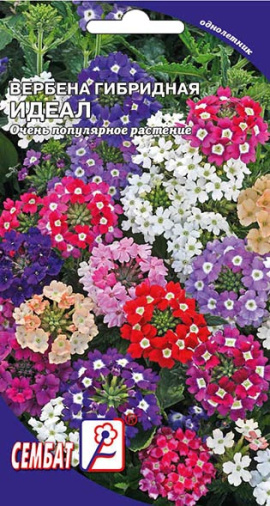 verbena ideal sbat-01-01-ru