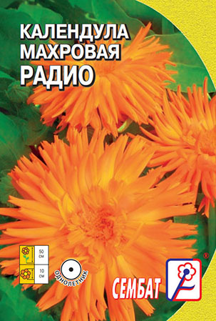 kalendula mahrovaya radio