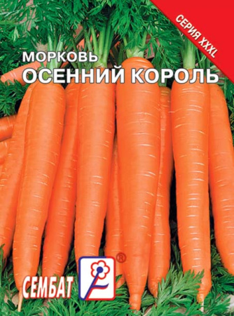 morkov osenniy korol